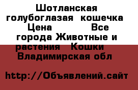 Шотланская голубоглазая  кошечка › Цена ­ 5 000 - Все города Животные и растения » Кошки   . Владимирская обл.